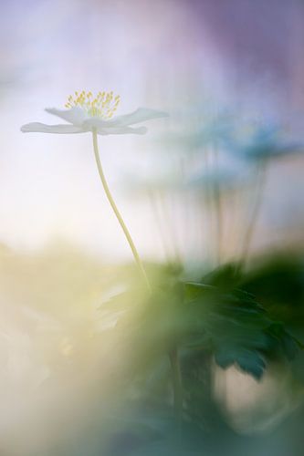 Sfeer opname van Bosanemoon