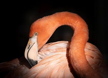 Flamingo van Foto Studio Labie