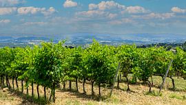 Weinberge in der Toskana Landschaftspanorama- Italien Reiseführer von Animaflora PicsStock