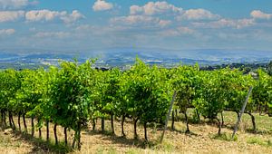 Weinberge in der Toskana Landschaftspanorama- Italien Reiseführer