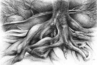 Verschlungene Baumwurzeln