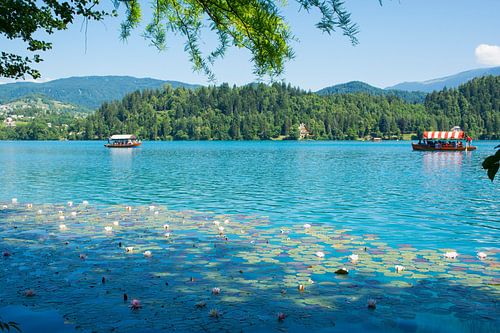 Het betoverende meer van Bled in Slovenie