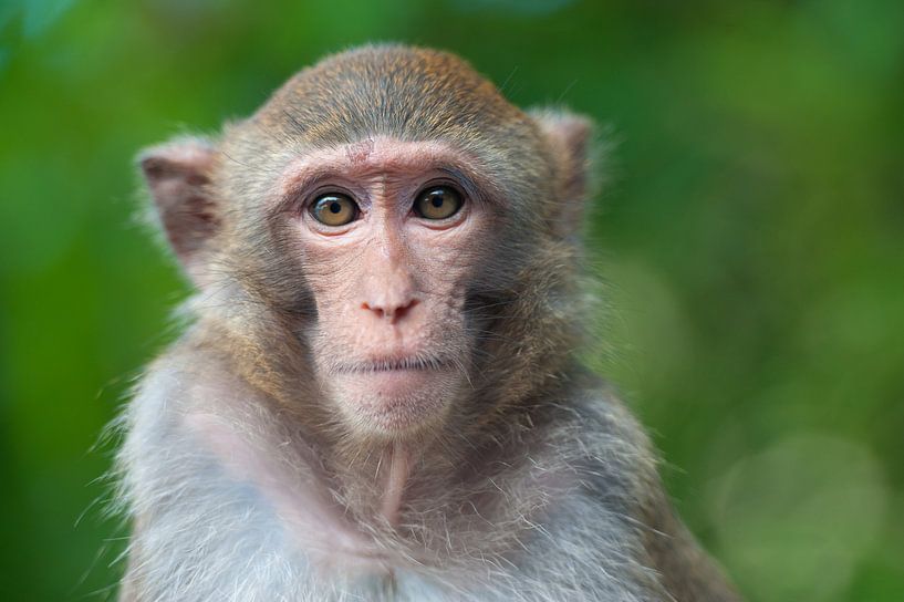 Macaque par Richard Wareham