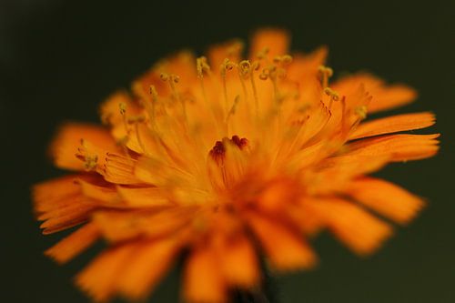Pissenlit orange
