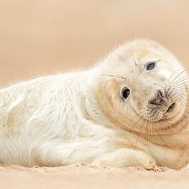 Chiot phoque sur Gladys Klip