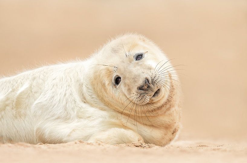 Zeehonden puppy van Gladys Klip