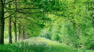 Nienoord estate in green and graphic palette of triangles by R Smallenbroek