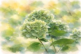 Hydrangea