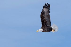 Weisskopfseeadler ( Haliaeetus leucocephalus ) im Flug