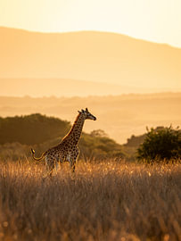 Goldene Giraffe von Daan Okhuijsen