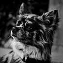 Chihauhau van Laura von S thumbnail