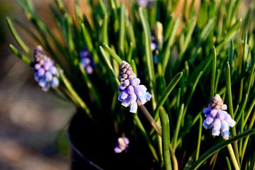 Druifhyacint / Muscari planten van Stef De Vos