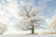 Winter King by Lars van de Goor thumbnail
