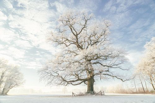 Winter Koning