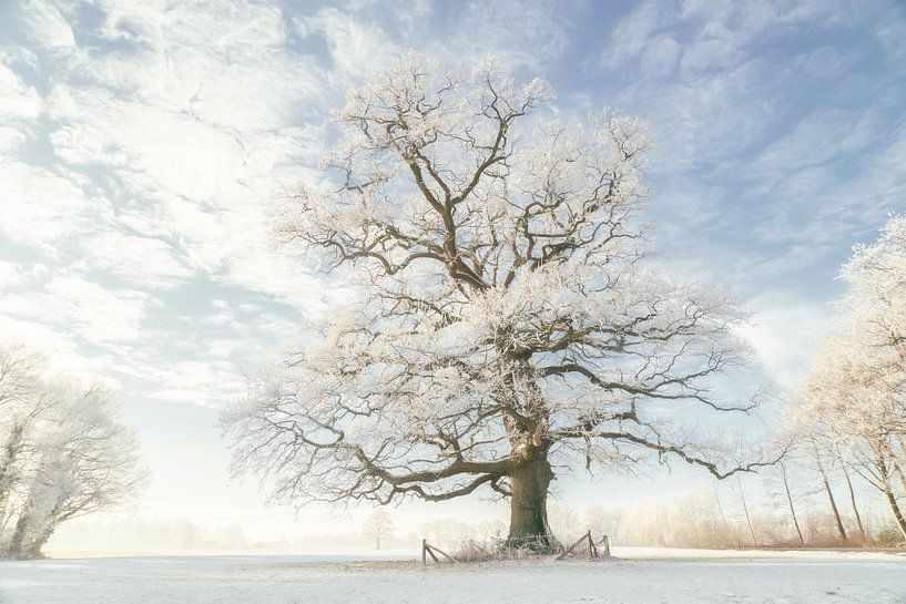 Winter King by Lars van de Goor