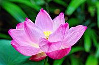 Heilige Lotus van Eduard Lamping thumbnail