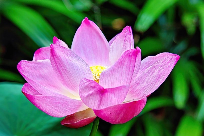 Heiliger Lotus von Eduard Lamping