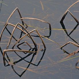 Patronen van geknakte rietstengels reflecterend in het water van Kristof Lauwers