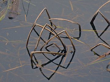 Patronen van geknakte rietstengels reflecterend in het water
