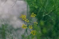 Dill Plant in Bloom by Crystal Clear thumbnail