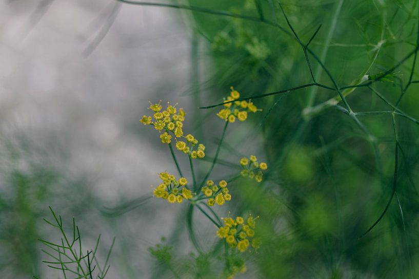 Dill Plant in Bloom by Crystal Clear