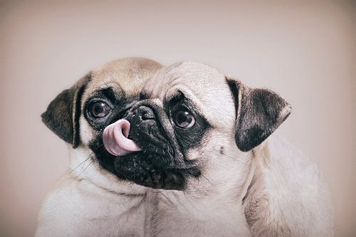 Unieke Beeldbewerking van Twee Schattige Mopshondjes - Fascinerende Visuele Illusie