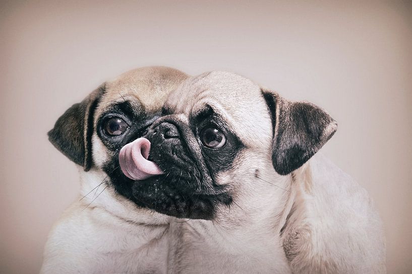 Unique Imaging of Two Adorable Pugs - Fascinating Visual Illusion by Elianne van Turennout