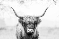 Schotse Hooglander