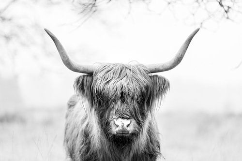 Highlander écossais