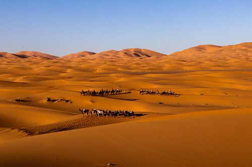 camel rides through Merzouga (the Sahara)