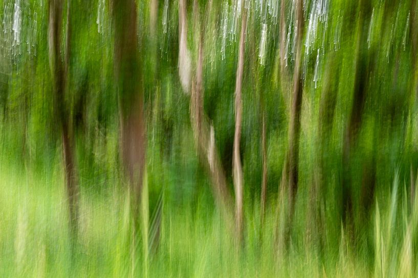 In the forest, abstract ICM by Yanuschka | Fotografie Noordwijk