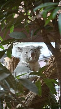 Koala among the leaves