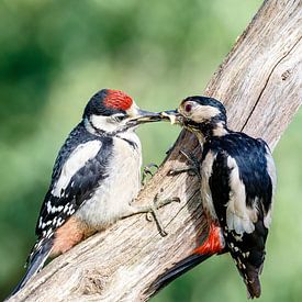 Great spotted woodpecker feeding time by Kevin van den Hoven