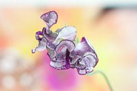 Kleur en Lathyrus
