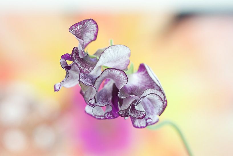 Colour and Lathyrus by Cora Koning