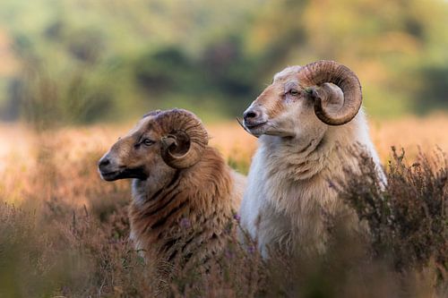 Drenthe moorland sheep on the Hondsrug