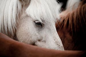 Cheval islandais sur Martijn Smeets