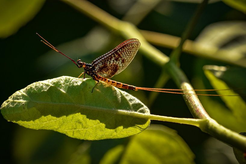 Un seul jour par Jeannette Fotografie