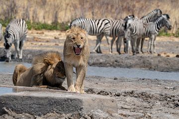 Couple de lions à un point d'eau en Namibie, Afrique sur Patrick Groß