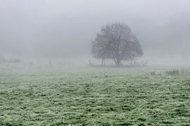 Arbre dans le brouillard dans les champs de givre sur Sean Vos
