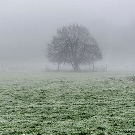 Baum im Nebel von Sean Vos