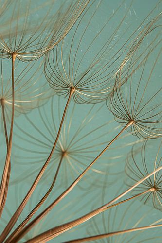 Rust en eenvoud: Gouden pluisjes met turquoise achtergrond