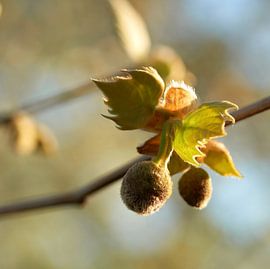 platane à feuilles d'érable au printemps sur Heiko Kueverling