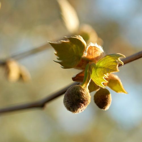 Esdoornbladige plataan in de lente