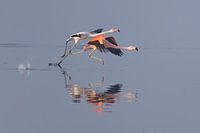 Flying Elegance: Flamingo's in Motion