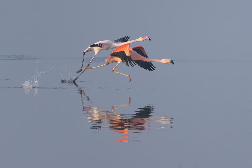 L'élégance volante : les flamants roses en mouvement par Daan Sitters