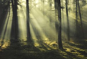 Fairy wing van Rob Visser