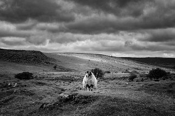 Schaf im Bodmin Moor von Silvio Schoisswohl