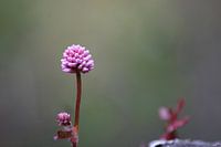 Roze bloem
