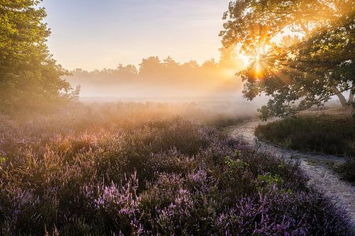Lever de soleil radieux à Galderse Heide Breda